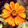 OrangBlosm's Avatar