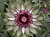 Artichokehearts's Avatar