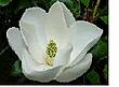 magnolia blossom's Avatar