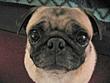 PugLvr760's Avatar