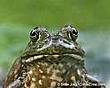 frogponder's Avatar