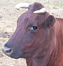 PKG's Avatar
