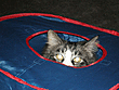 KrazyKatie's Avatar