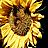 sunflowergal's Avatar