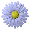 Sunflower84's Avatar