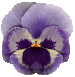 violet826's Avatar